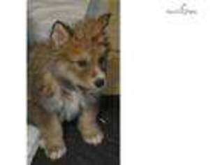Wolf Hybrid Puppy for sale in Midland, TX, USA