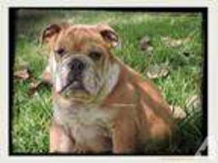 Bulldog Puppy for sale in KEMPNER, TX, USA