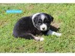 Australian Shepherd Puppy for sale in Bakersfield, CA, USA