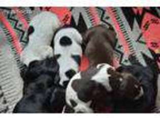 German Shorthaired Pointer Puppy for sale in Boley, OK, USA
