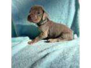 Great Dane Puppy for sale in Ider, AL, USA