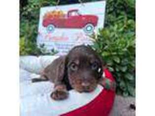 Dachshund Puppy for sale in Granite Bay, CA, USA