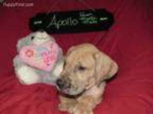 Great Dane Puppy for sale in Magnolia, IA, USA