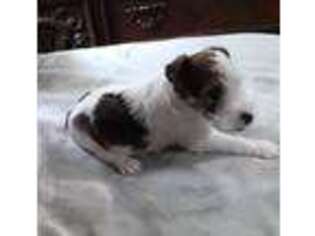 Mutt Puppy for sale in Corinth, MS, USA