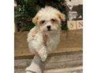 Havanese Puppy for sale in Strafford, MO, USA