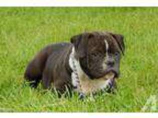 American Bulldog Puppy for sale in CARSON CITY, MI, USA