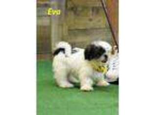 Shinese Puppy for sale in Maysville, OK, USA