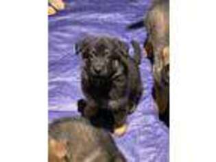 German Shepherd Dog Puppy for sale in San Angelo, TX, USA