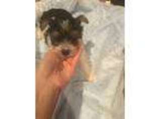 Yorkshire Terrier Puppy for sale in Grand Junction, CO, USA