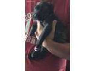Mastiff Puppy for sale in Scottsbluff, NE, USA
