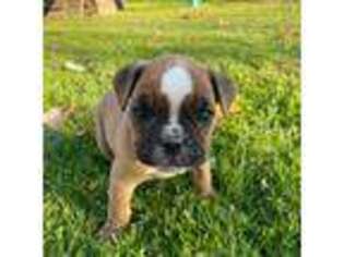 Bulldog Puppy for sale in Middlefield, OH, USA