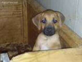 Rhodesian Ridgeback Puppy for sale in Milton, FL, USA