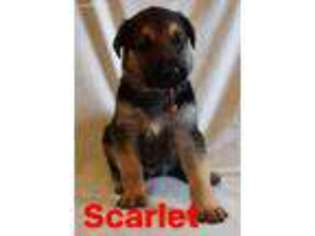 German Shepherd Dog Puppy for sale in Elyria, OH, USA