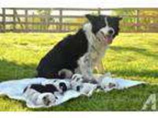 Border Collie Puppy for sale in Alexander, WV, USA