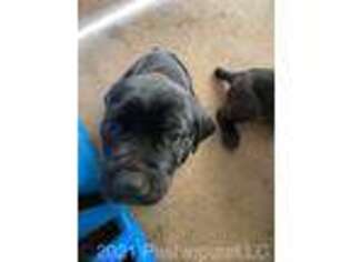 Cane Corso Puppy for sale in Milwaukee, WI, USA