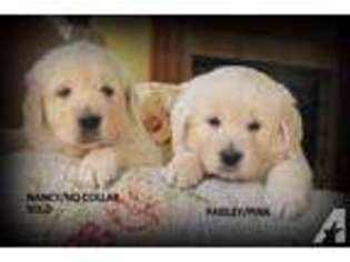 Golden Retriever Puppy for sale in HOWE, IN, USA