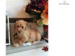 Labradoodle Puppy for sale in State College, PA, USA