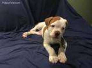 American Bulldog Puppy for sale in Long Eddy, NY, USA