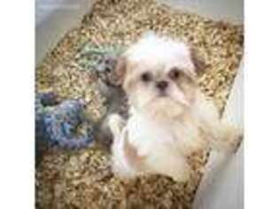 Mutt Puppy for sale in Salem, NJ, USA