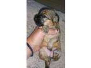 Mutt Puppy for sale in Tabor, IA, USA