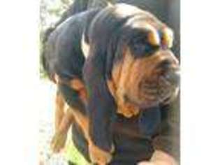 Bloodhound Puppy for sale in Pineville, LA, USA