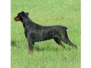 Doberman Pinscher Puppy for sale in Independence, LA, USA