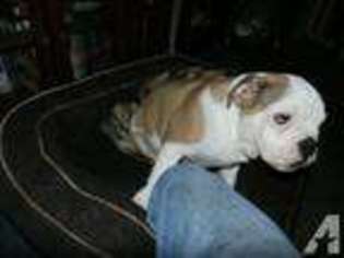 Bulldog Puppy for sale in HOMESTEAD, PA, USA