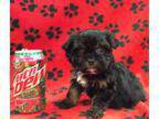 Cavapoo Puppy for sale in Rudolph, OH, USA