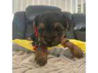 Yorkshire Terrier Puppy for sale in Spring Hill, FL, USA