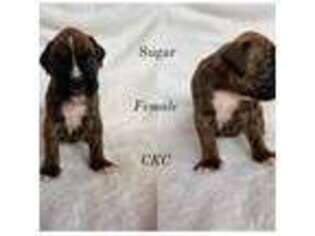 Boxer Puppy for sale in Orlando, FL, USA