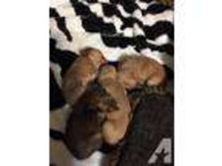 Dachshund Puppy for sale in DUNKIRK, IN, USA
