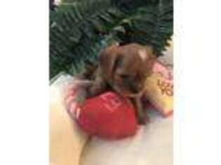 Cavalier King Charles Spaniel Puppy for sale in Fate, TX, USA