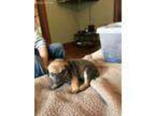Boerboel Puppy for sale in Cerro Gordo, IL, USA