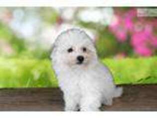 Maltese Puppy for sale in Saint George, UT, USA