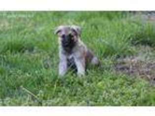 German Shepherd Dog Puppy for sale in El Dorado Springs, MO, USA