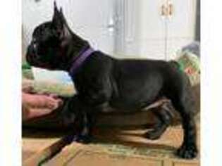 French Bulldog Puppy for sale in Washburn, MO, USA