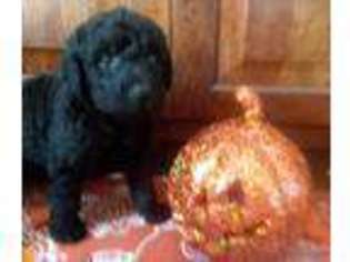 Labradoodle Puppy for sale in PETERSBURG, MI, USA