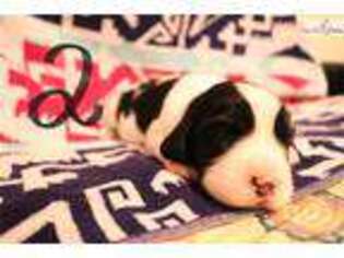 English Springer Spaniel Puppy for sale in Athens, GA, USA