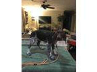 German Shorthaired Pointer Puppy for sale in Charlotte, NC, USA