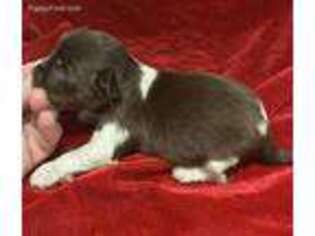 Biewer Terrier Puppy for sale in Weirsdale, FL, USA