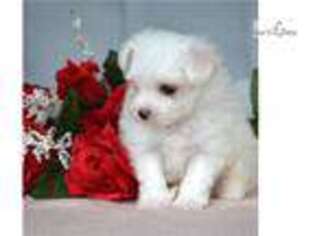 Maltese Puppy for sale in Canton, OH, USA