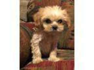 Cavapoo Puppy for sale in Zumbro Falls, MN, USA