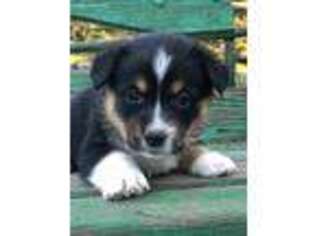 Pembroke Welsh Corgi Puppy for sale in Rural Retreat, VA, USA