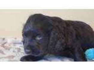 Boykin Spaniel Puppy for sale in Gaffney, SC, USA