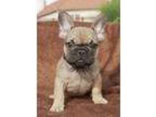 French Bulldog Puppy for sale in Bushkill, PA, USA