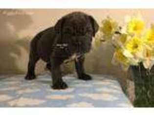 Neapolitan Mastiff Puppy for sale in Bon Aqua, TN, USA