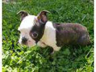 Boston Terrier Puppy for sale in Rock Hill, SC, USA