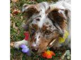 Australian Shepherd Puppy for sale in SAINT MARIES, ID, USA