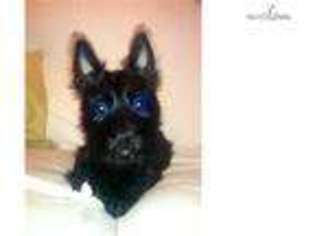 Scottish Terrier Puppy for sale in Saint Cloud, MN, USA