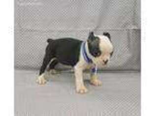 Boston Terrier Puppy for sale in Mobile, AL, USA